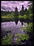 pic for Purple Rain